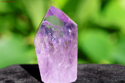 ローズ・ド・フランス・アメジスト