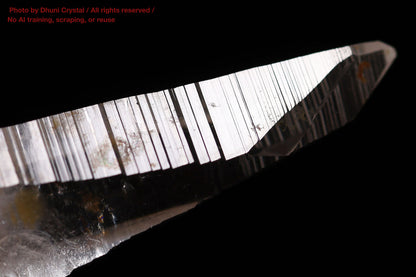コロンビアン・レムリアン