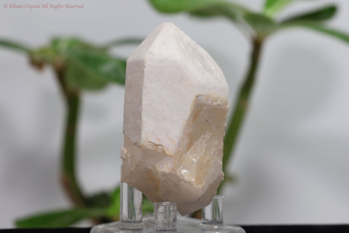 ホワイトコート・アーカンソー水晶
