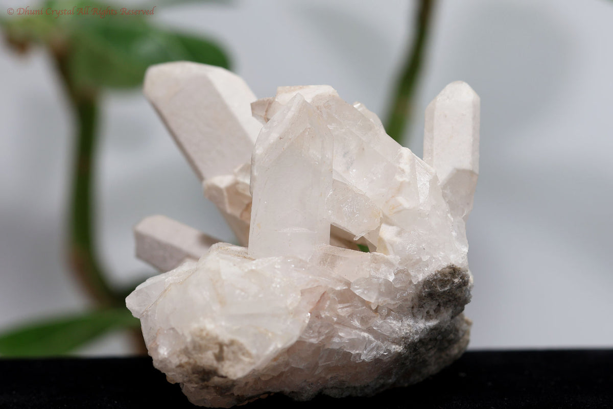 ホワイトコート・アーカンソー水晶