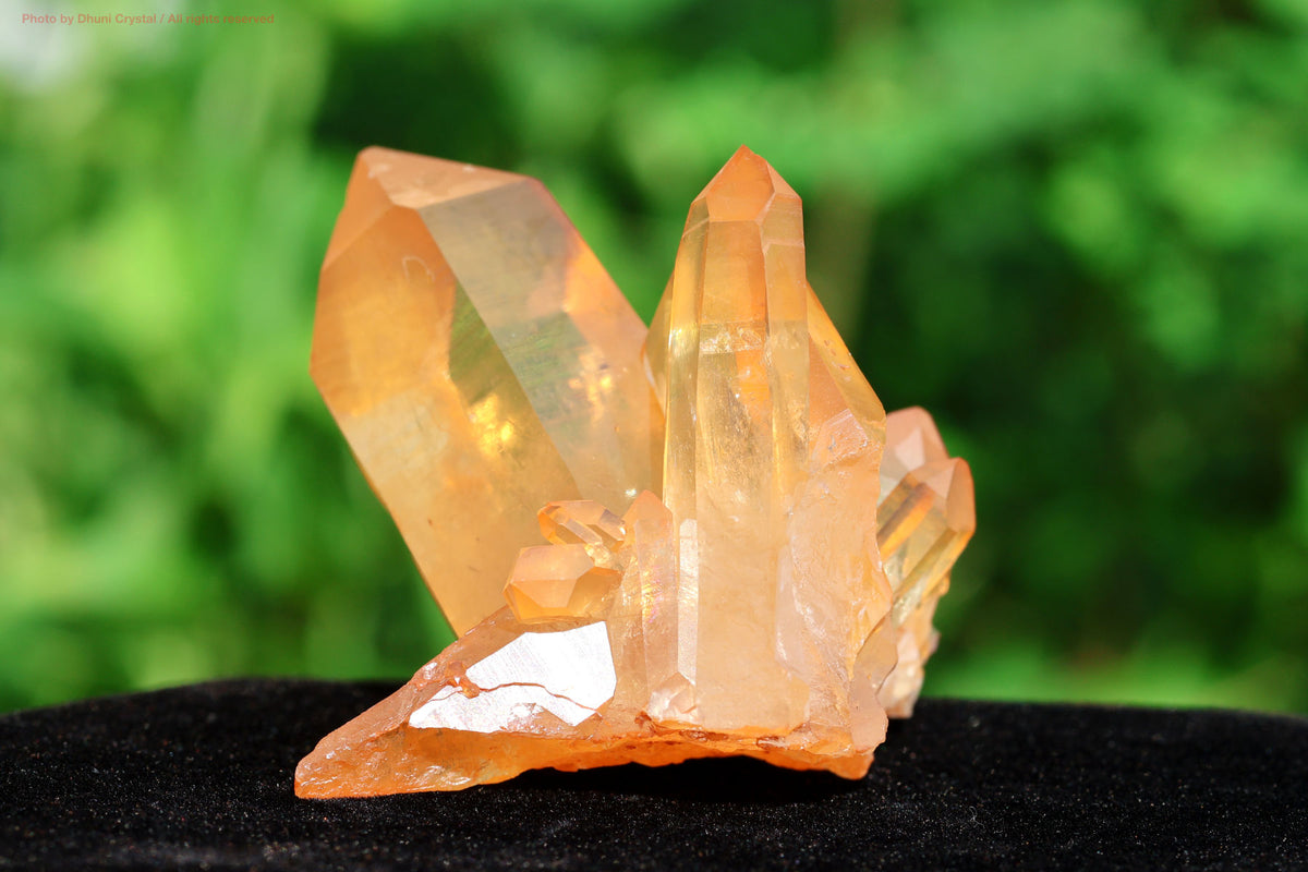 ブラジリアン・ゴールデンヒーラー