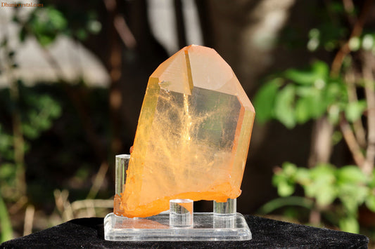 ブラジリアン・ゴールデンヒーラー