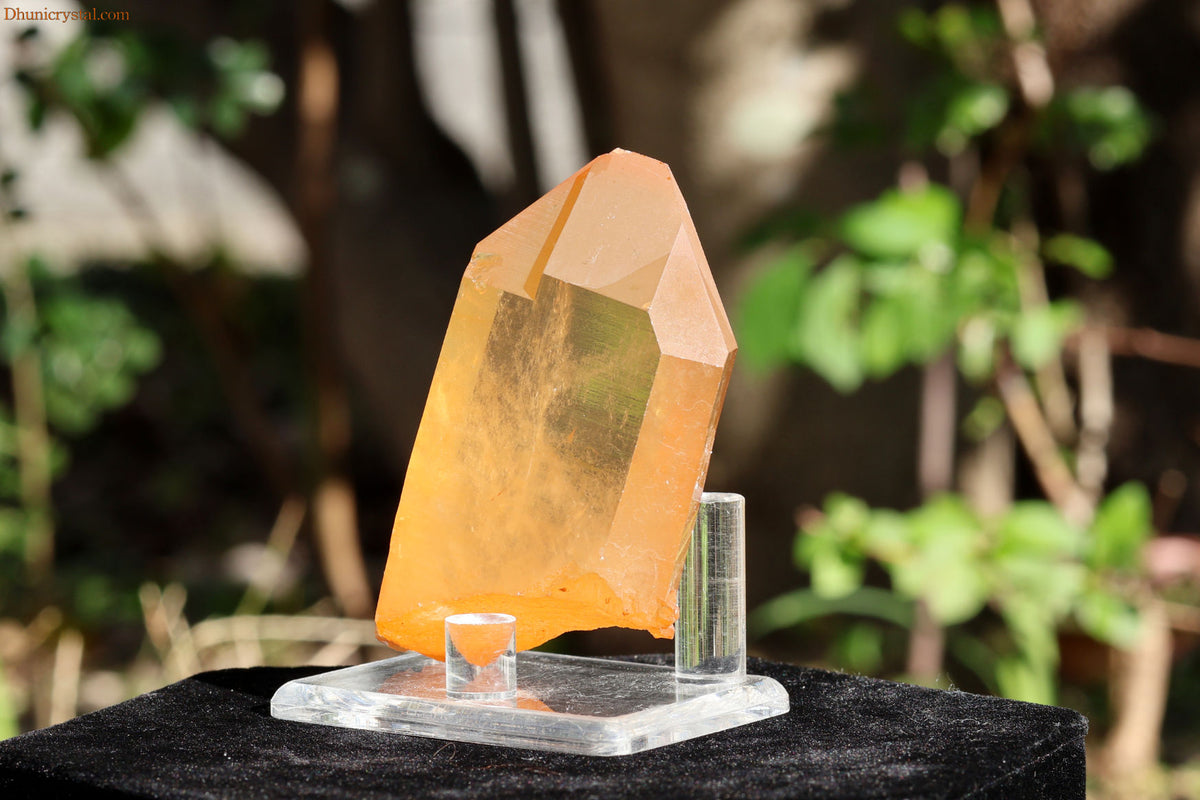 ブラジリアン・ゴールデンヒーラー