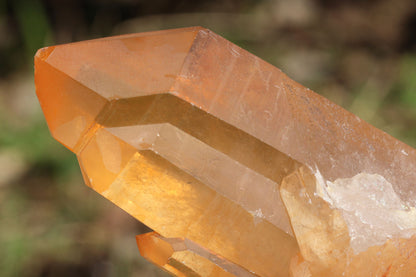 ブラジリアン・ゴールデンヒーラー