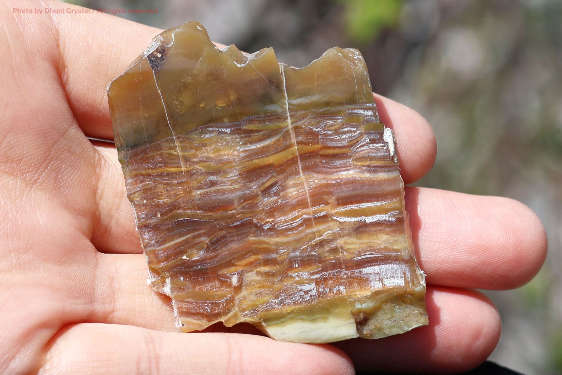 シャトヤンシーサーペンティン手の上の画像