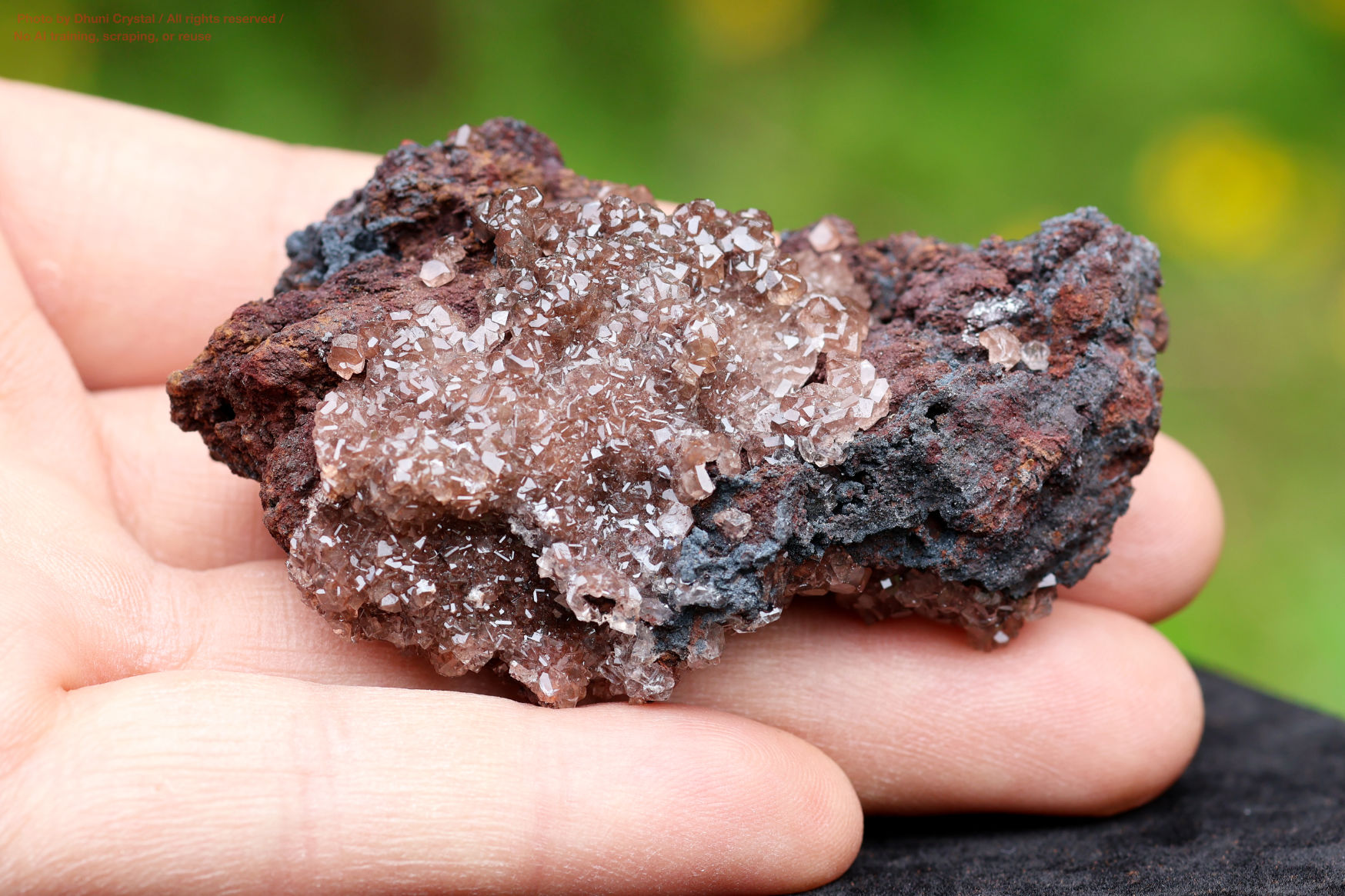 ハニーカルサイト手の上の画像