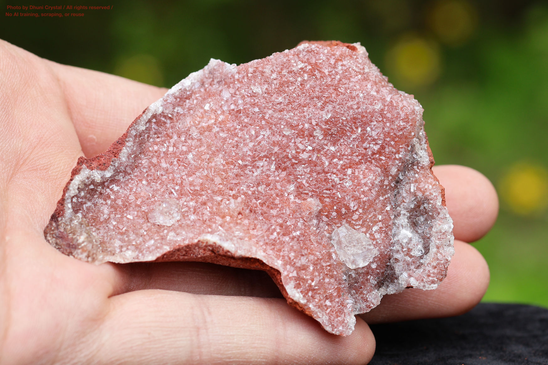 ハニーカルサイト手の上の画像