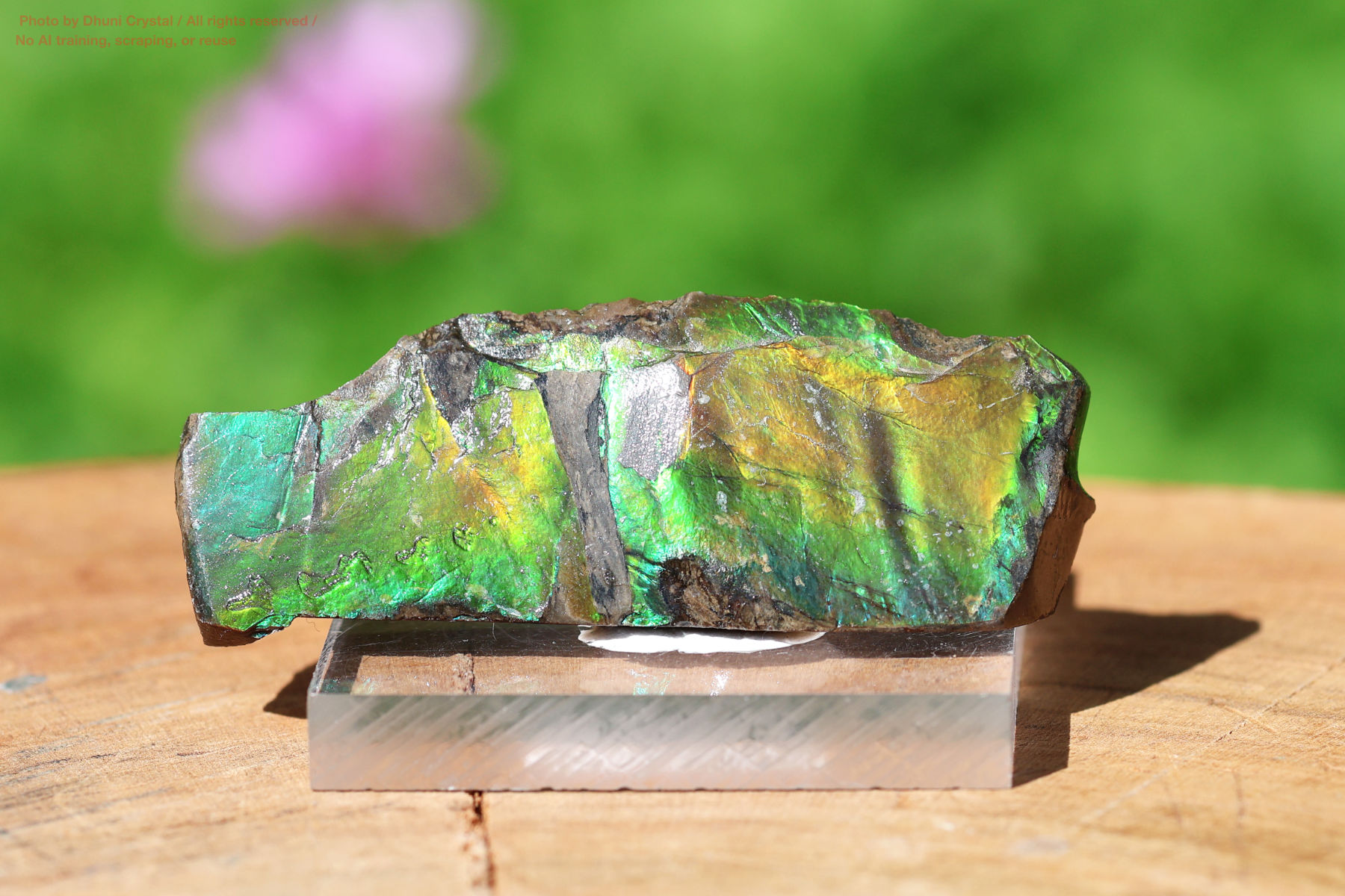 アンモライトの画像” loading=