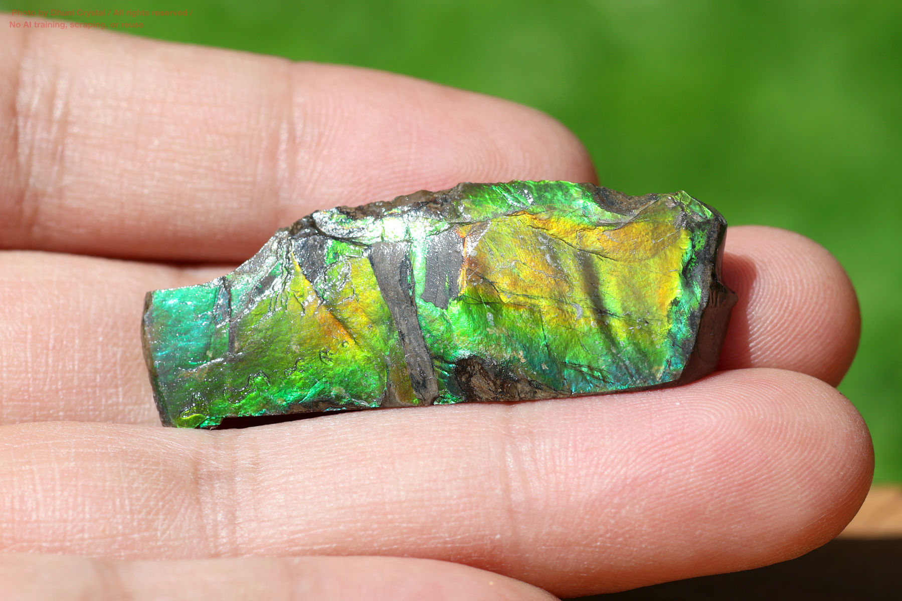 アンモライトの画像