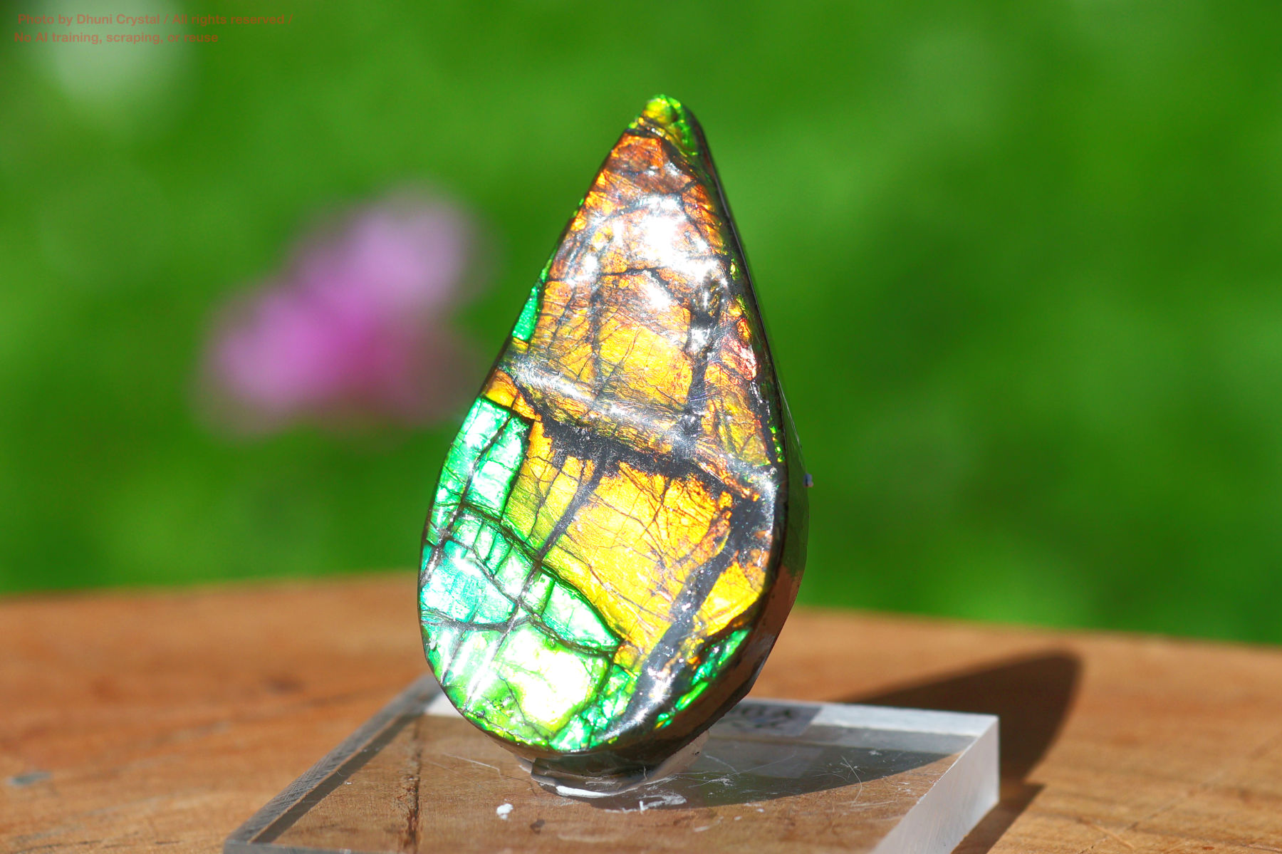 アンモライトの画像” loading=