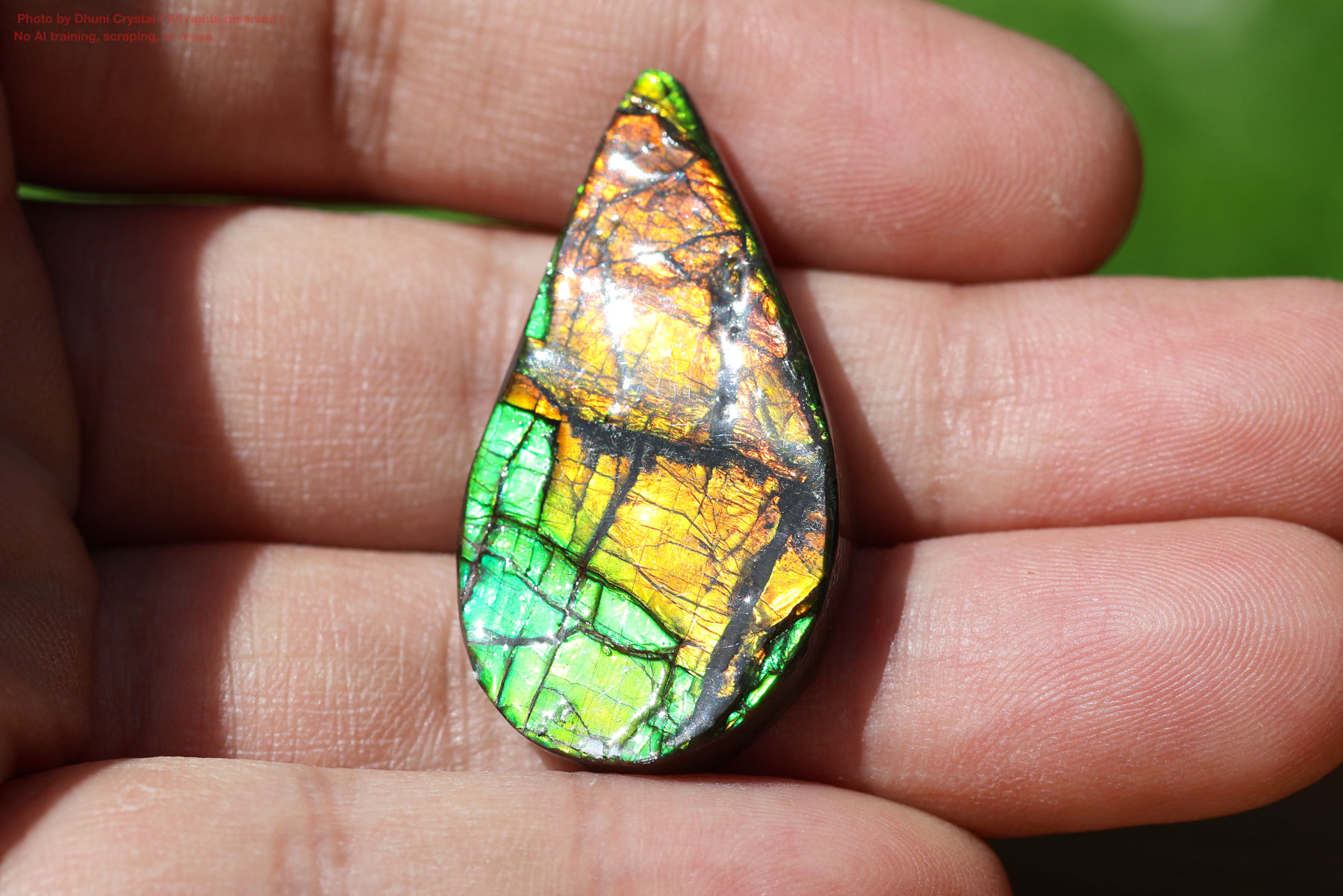 アンモライトの画像