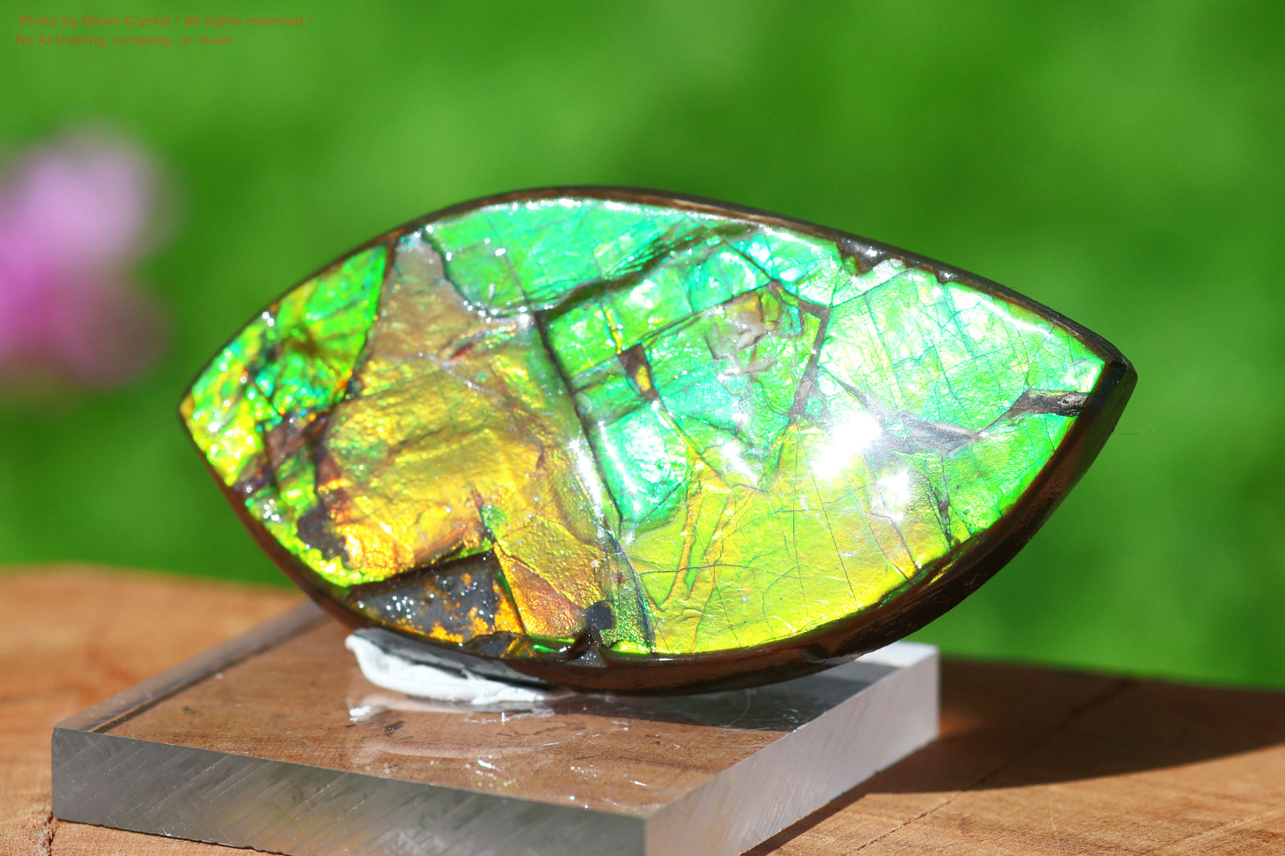 アンモライトの画像” loading=