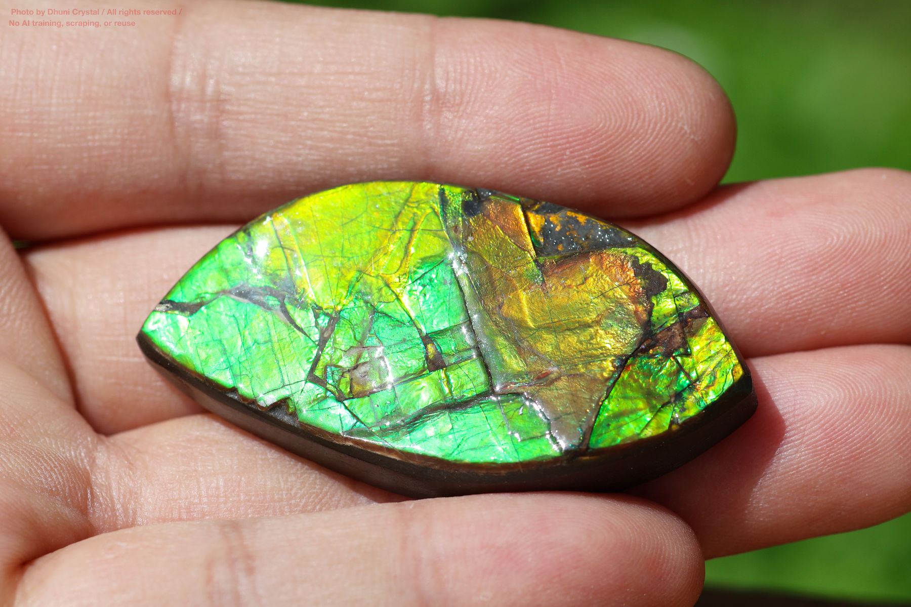 アンモライトの画像