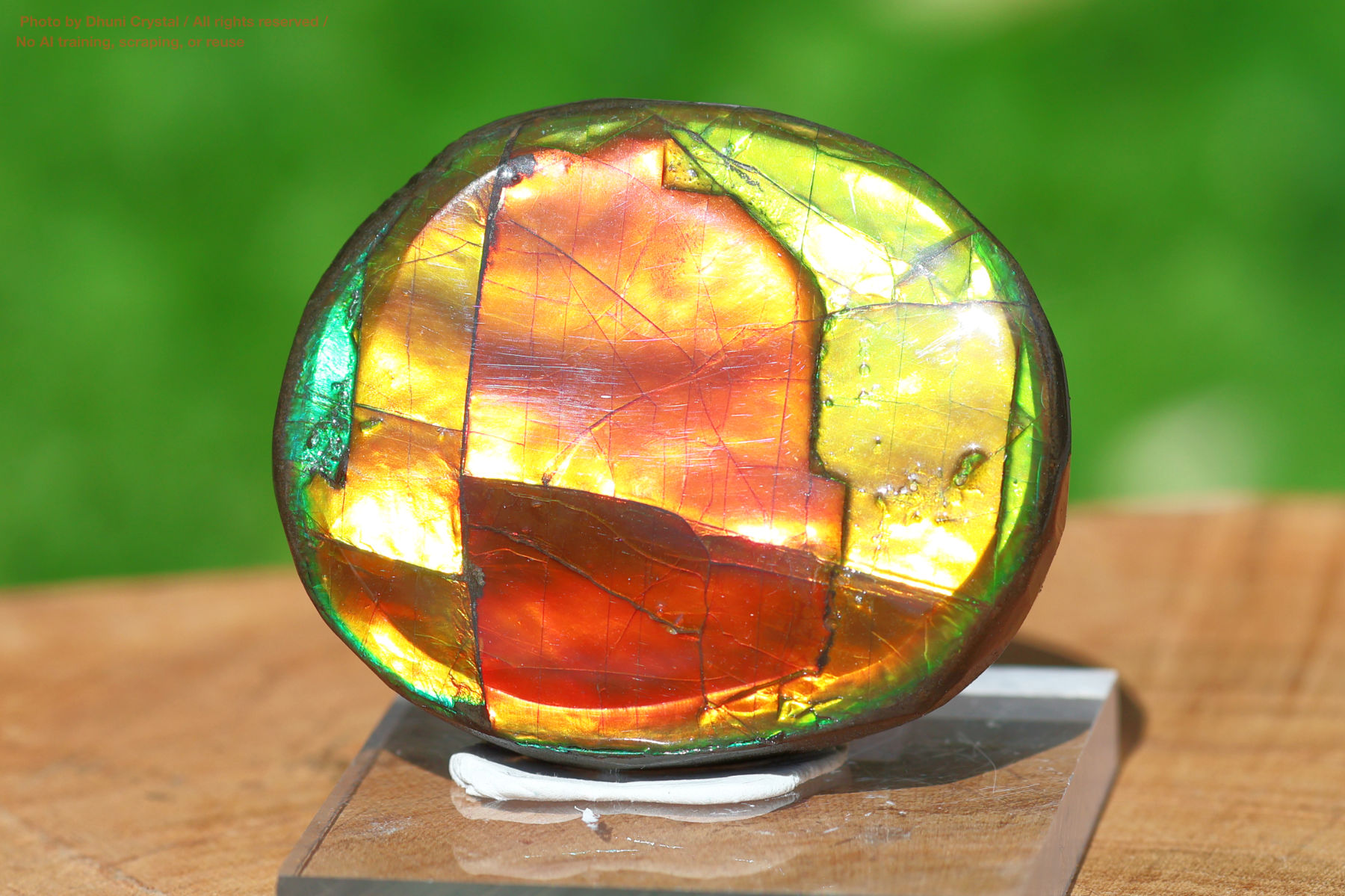 アンモライトの画像” loading=