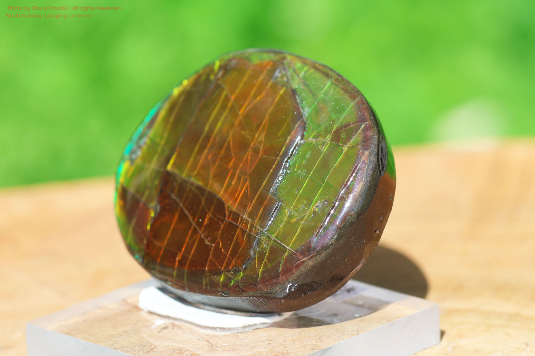 アンモライトの画像