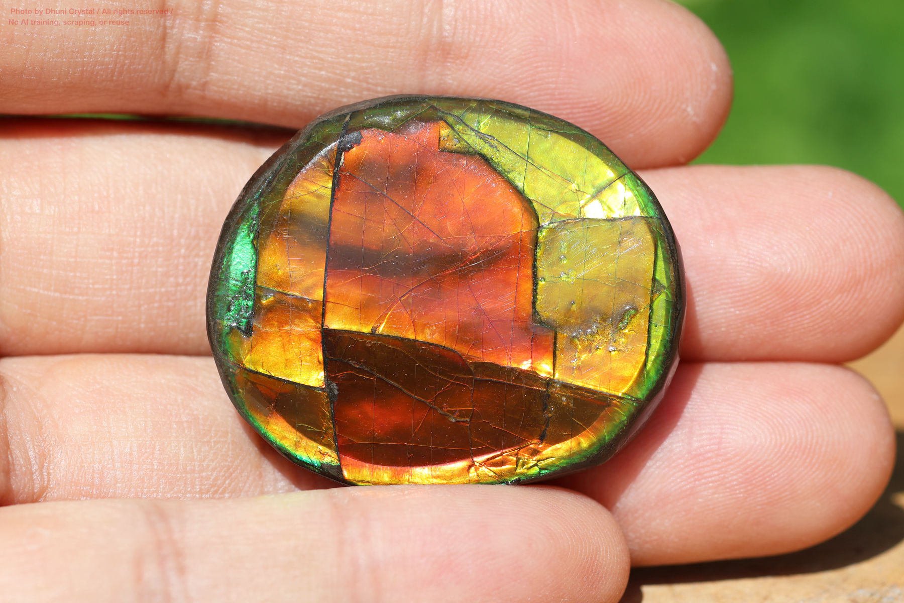 アンモライトの画像