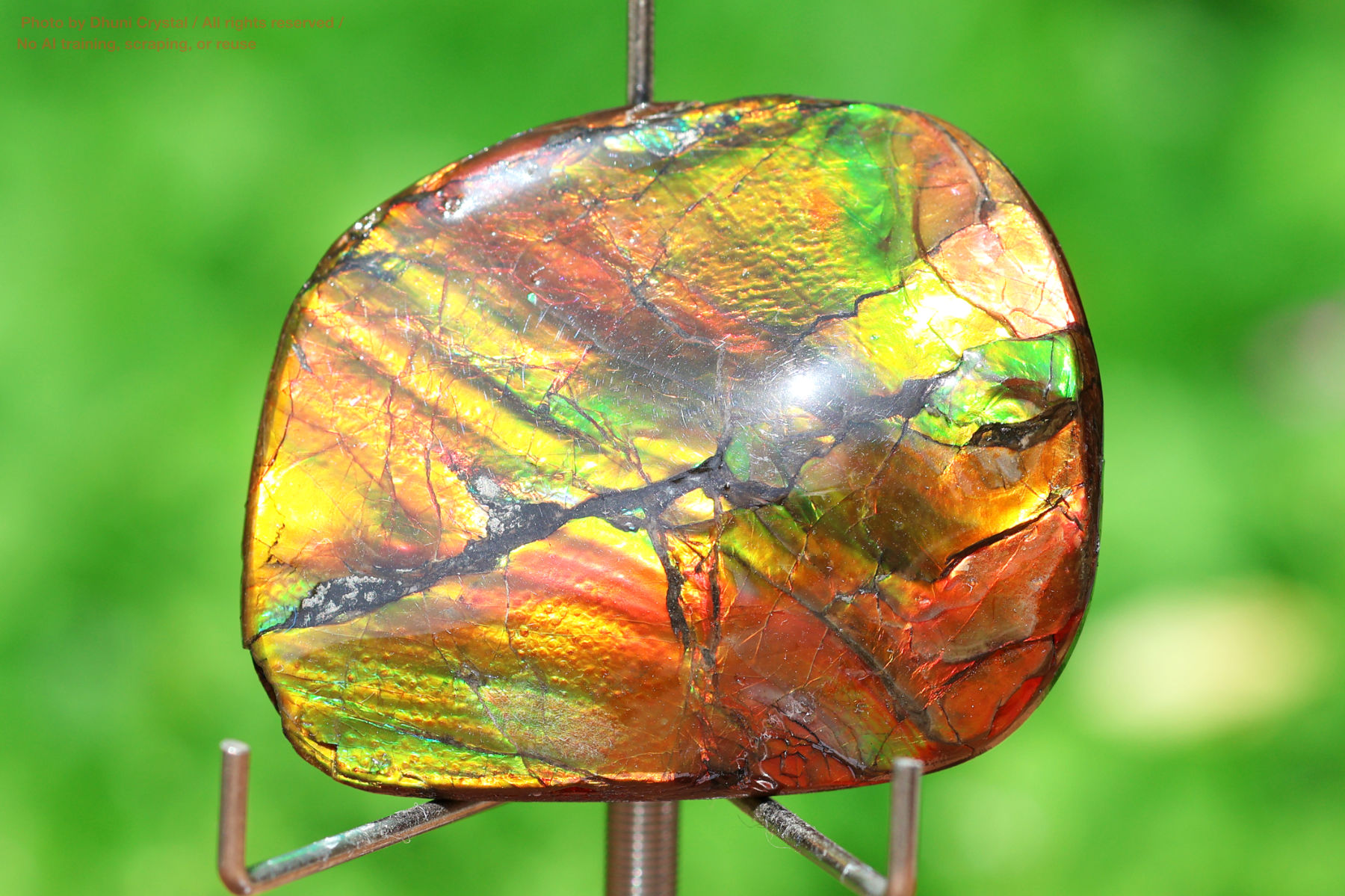 アンモライトの画像” loading=