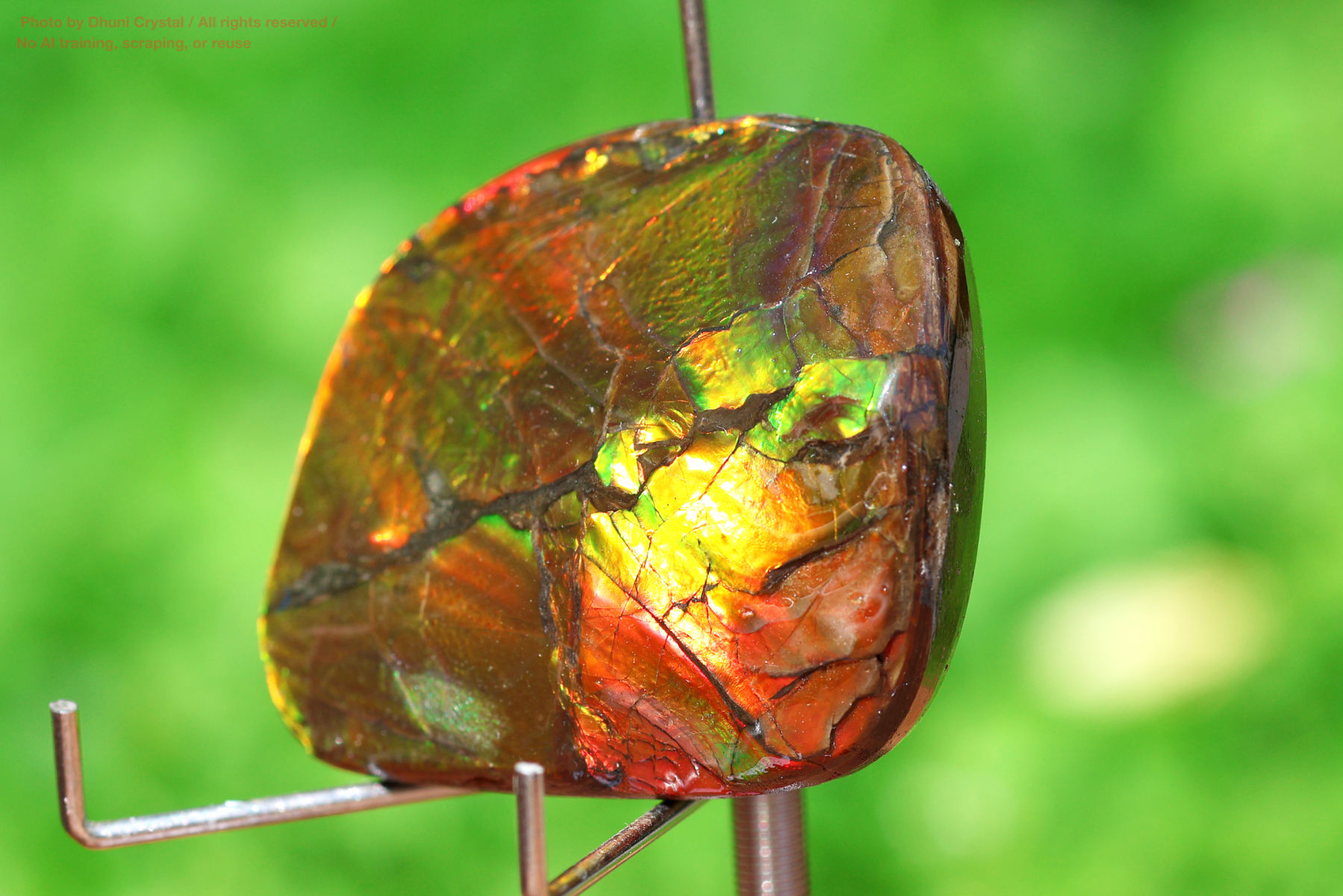 アンモライトの画像