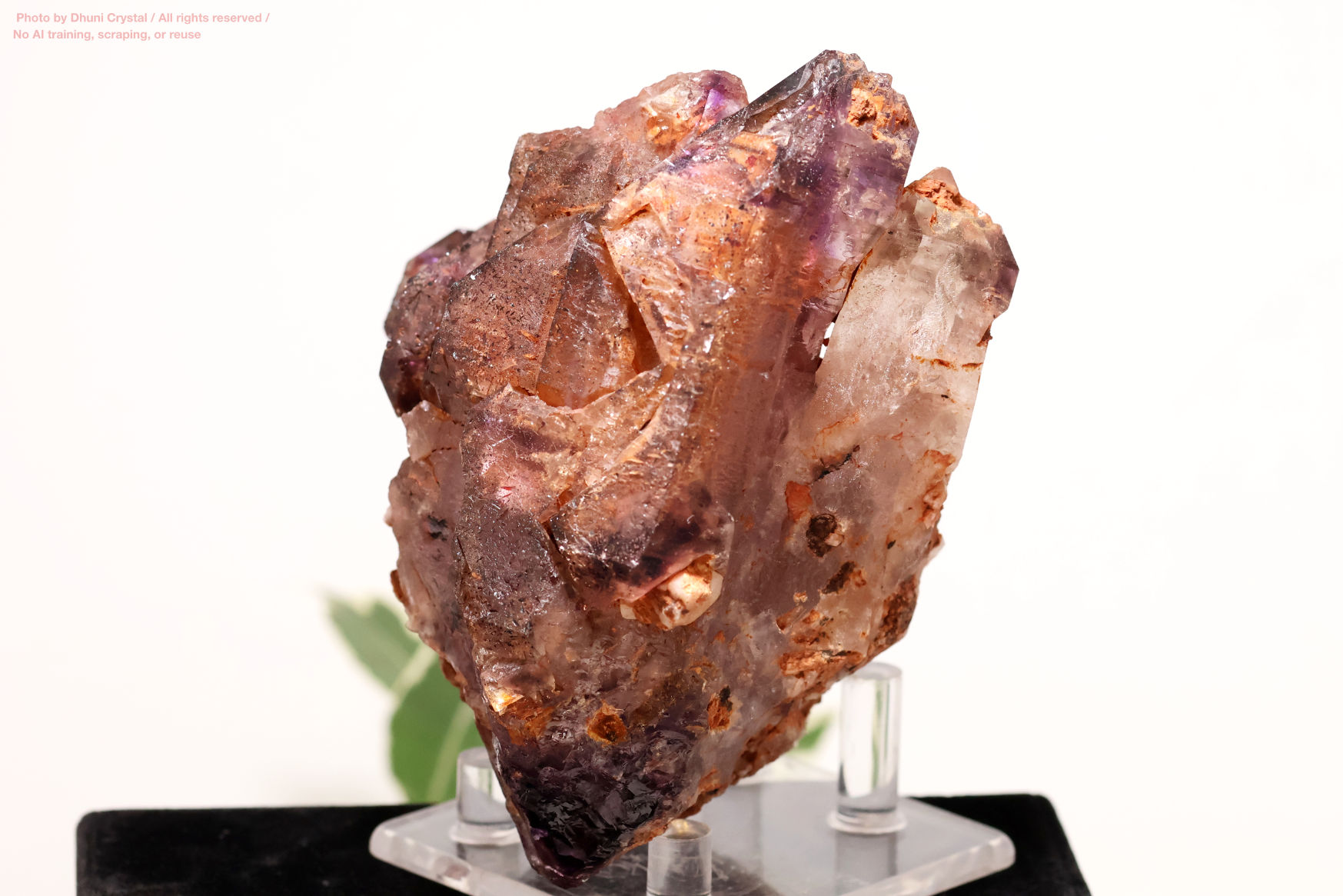 カルール産のエレスチャルルの画像