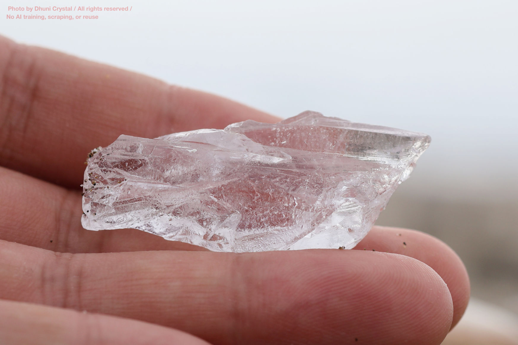 レムリアンシードの画像