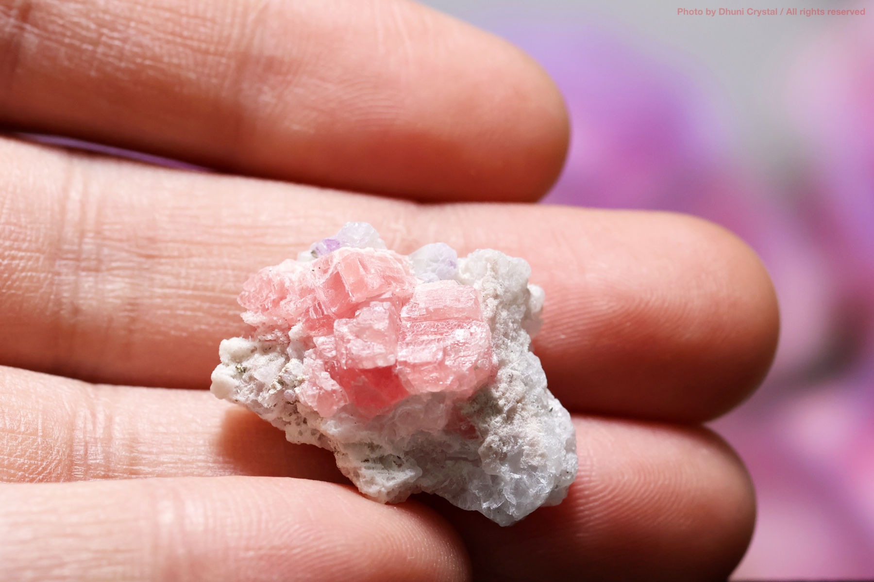 インカローズの画像