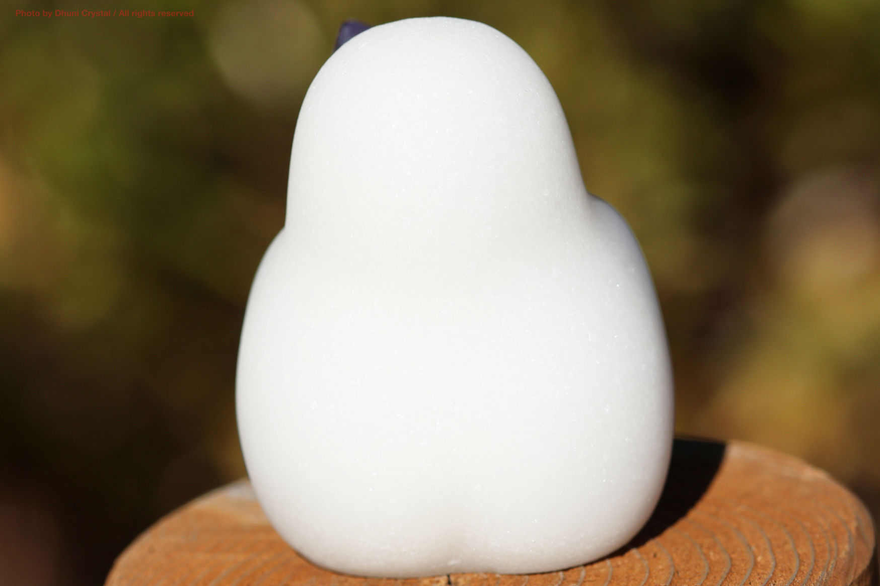 しらたまちゃんの側面写真