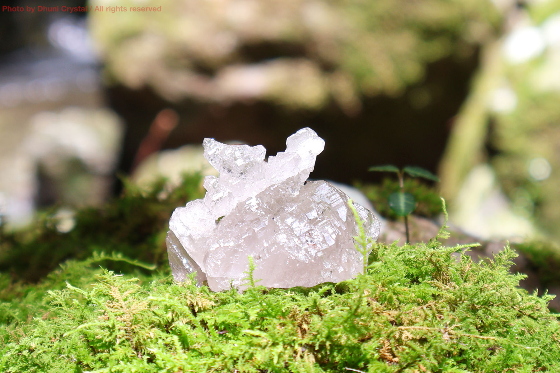 マニハール産ヒマラヤ水晶の正面からのクリアな結晶写真