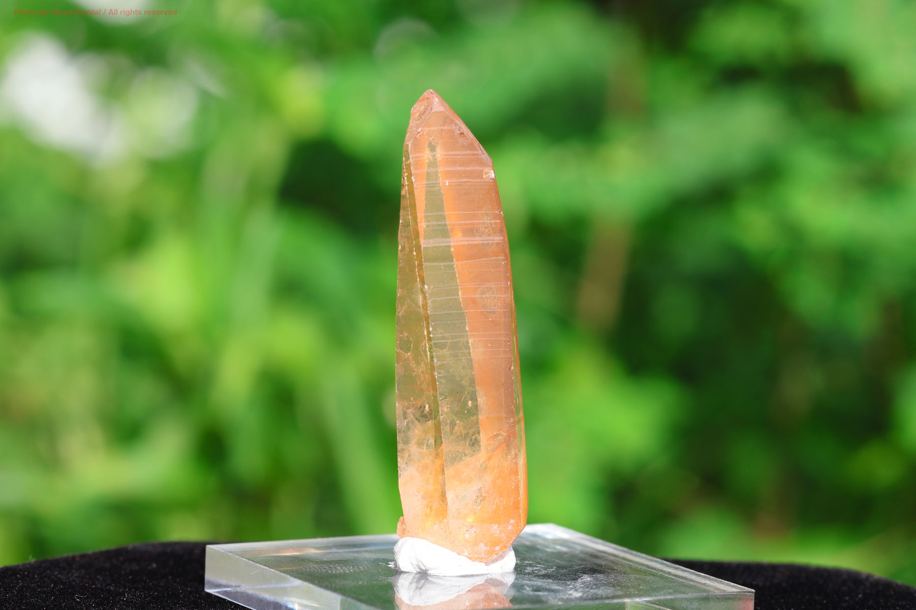 ゴールデンヒーラー アメリカ/アーカンソー州産] 高品質ゴールデンヒーラー