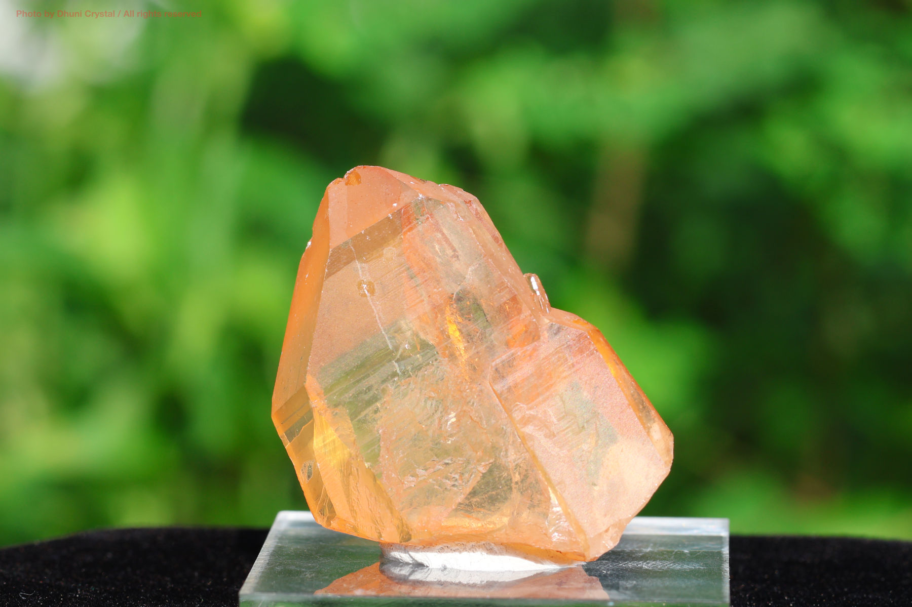 スカーレットテンプル・ピンクレムリアン｜愛と癒しの神殿を宿す