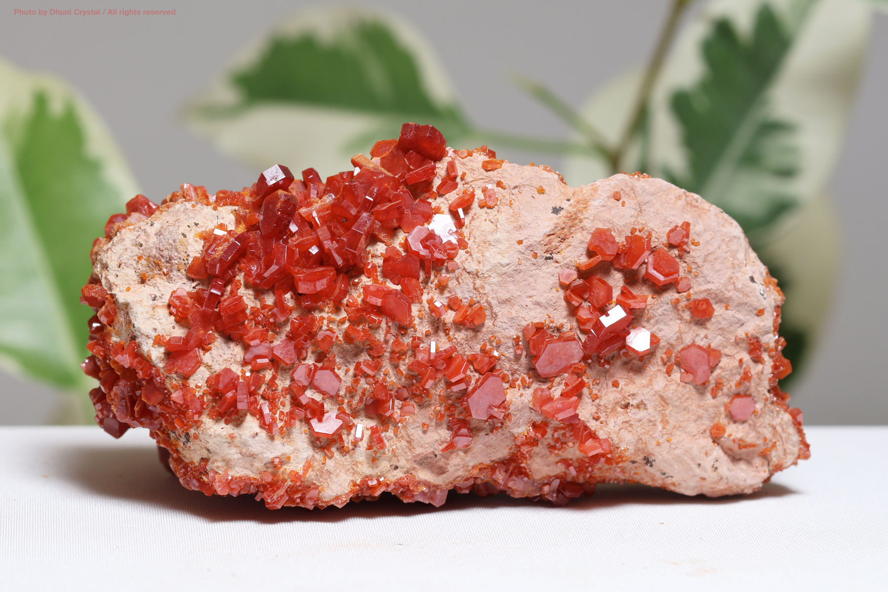 ラグナレース・アゲート(F153)