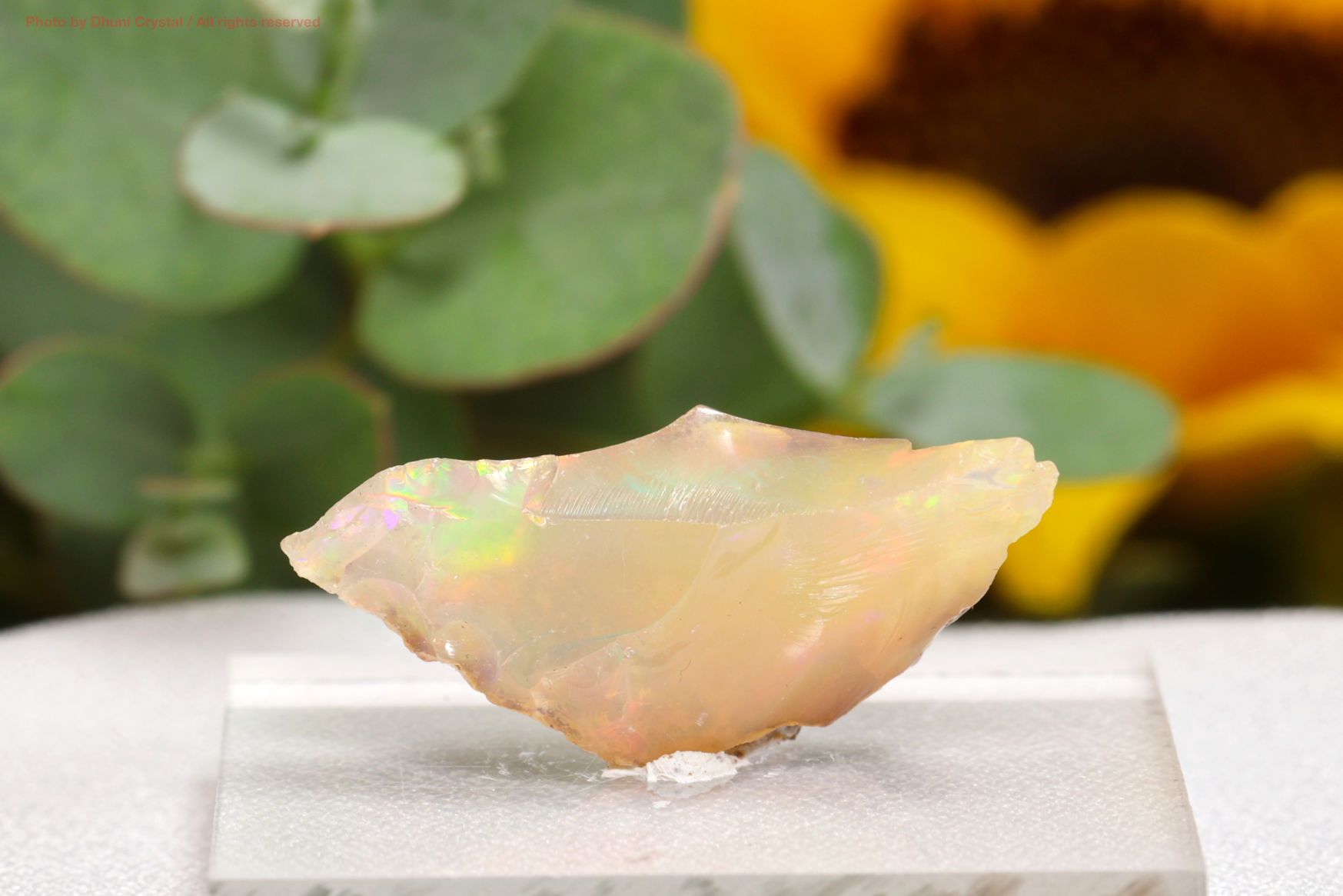 スカーレットテンプル・ピンクレムリアン｜愛と癒しの神殿を宿す