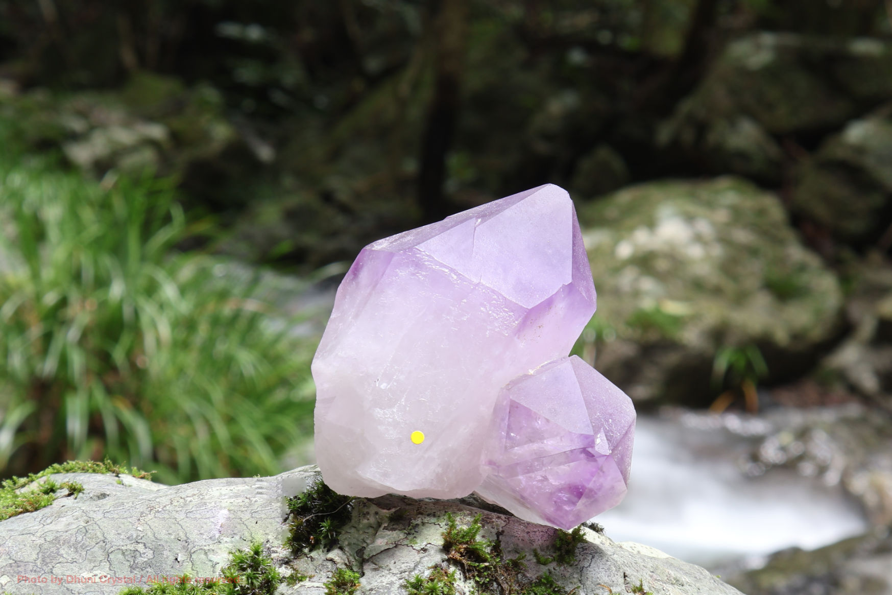 フローライト/イルカ(V322)