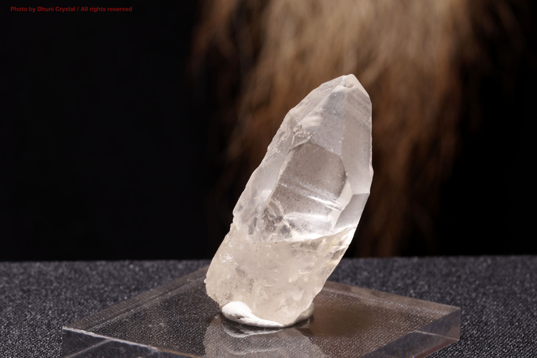 ピュアレイ・レムリアン・ルーツ(A474)