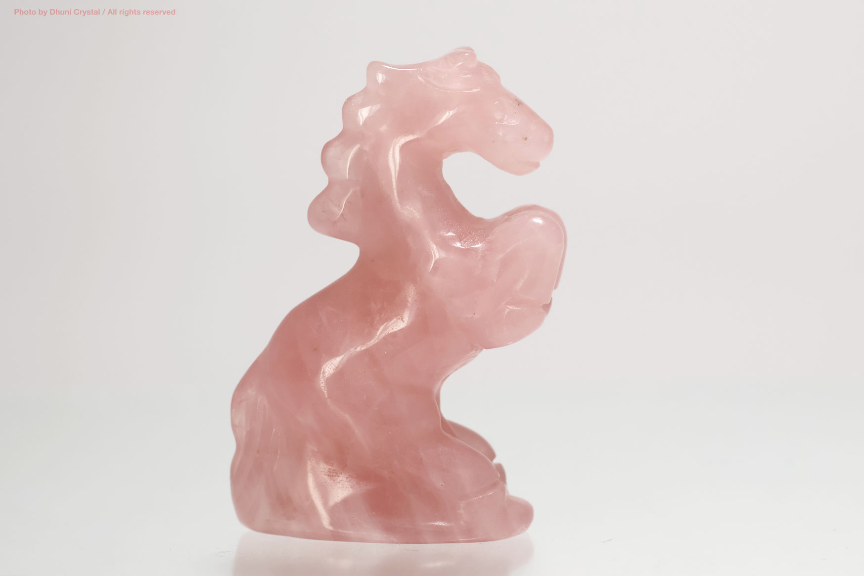 ブラジリアン・ゴールデンヒーラー/シングルポイント(W561)