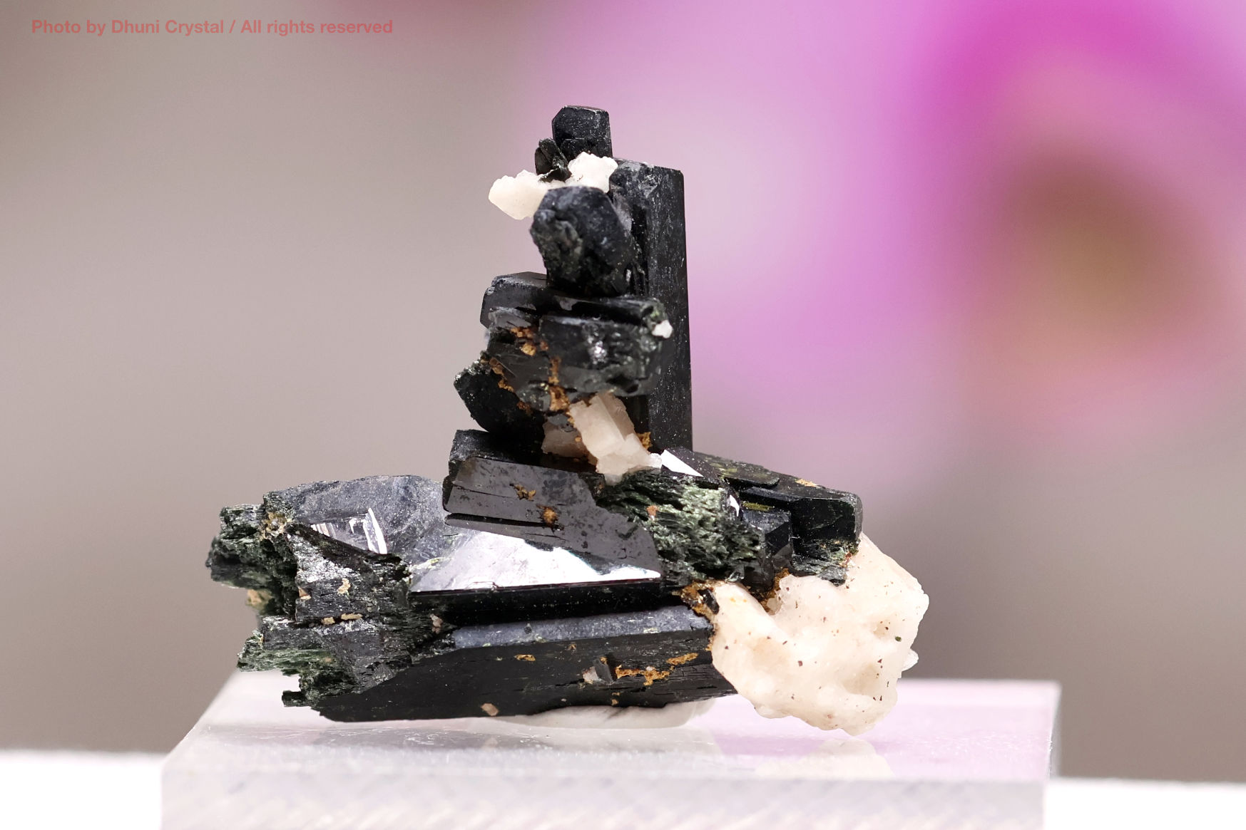 エジリンの正面撮影” loading=