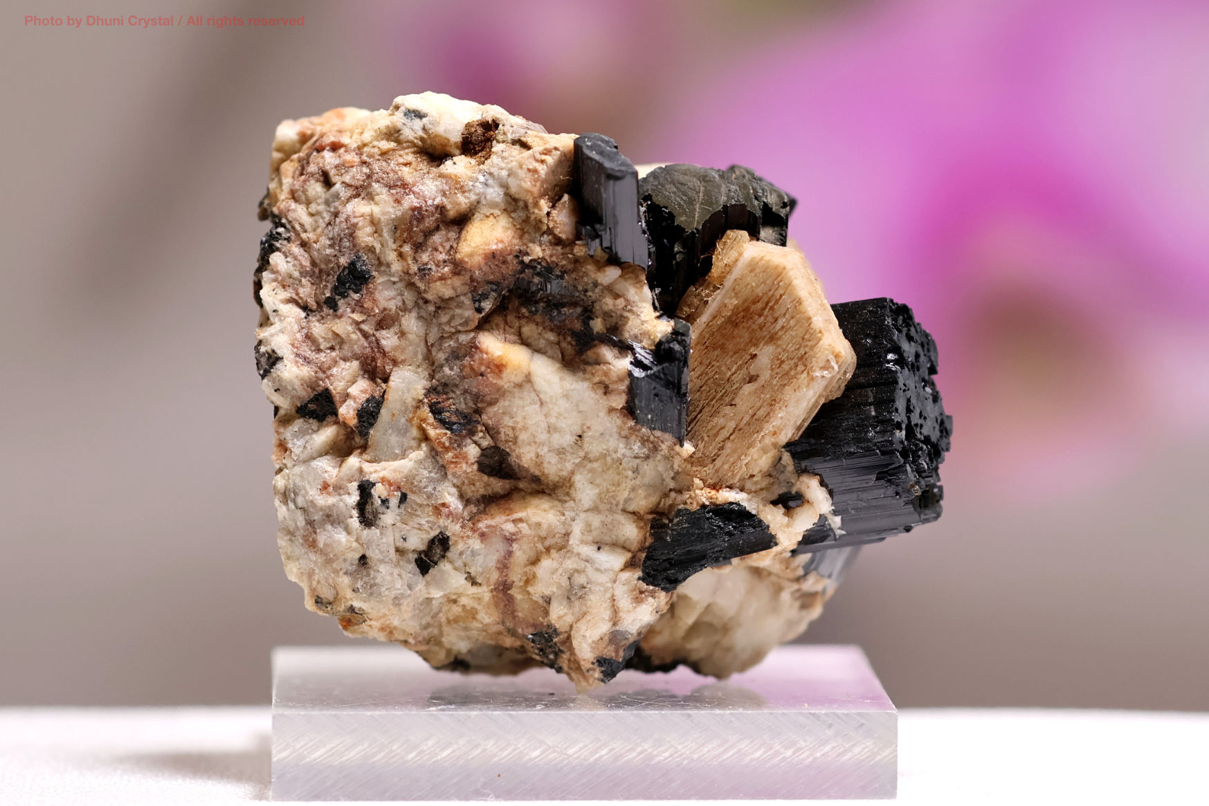 エジリンの正面撮影” loading=