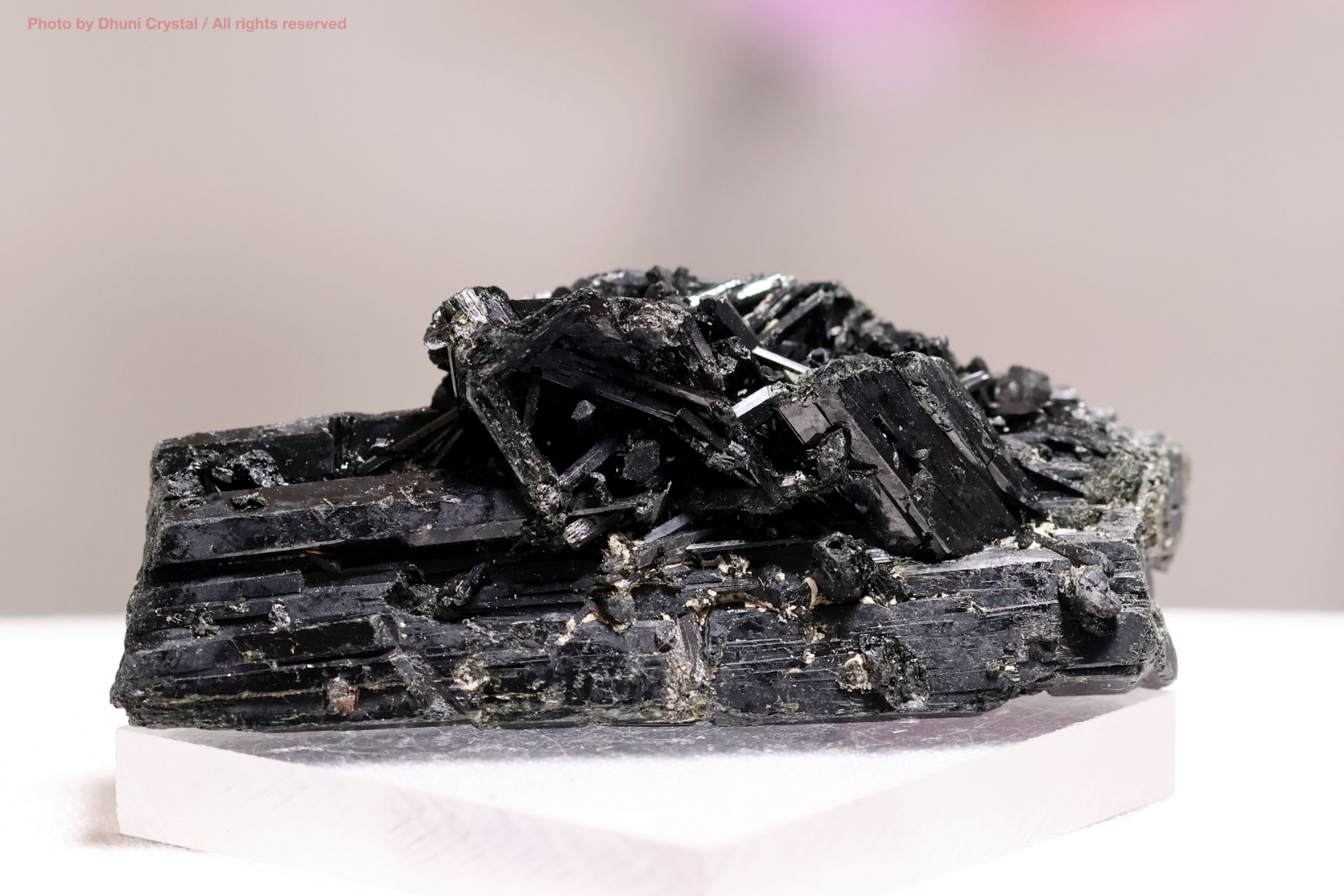 エジリンの正面撮影” loading=