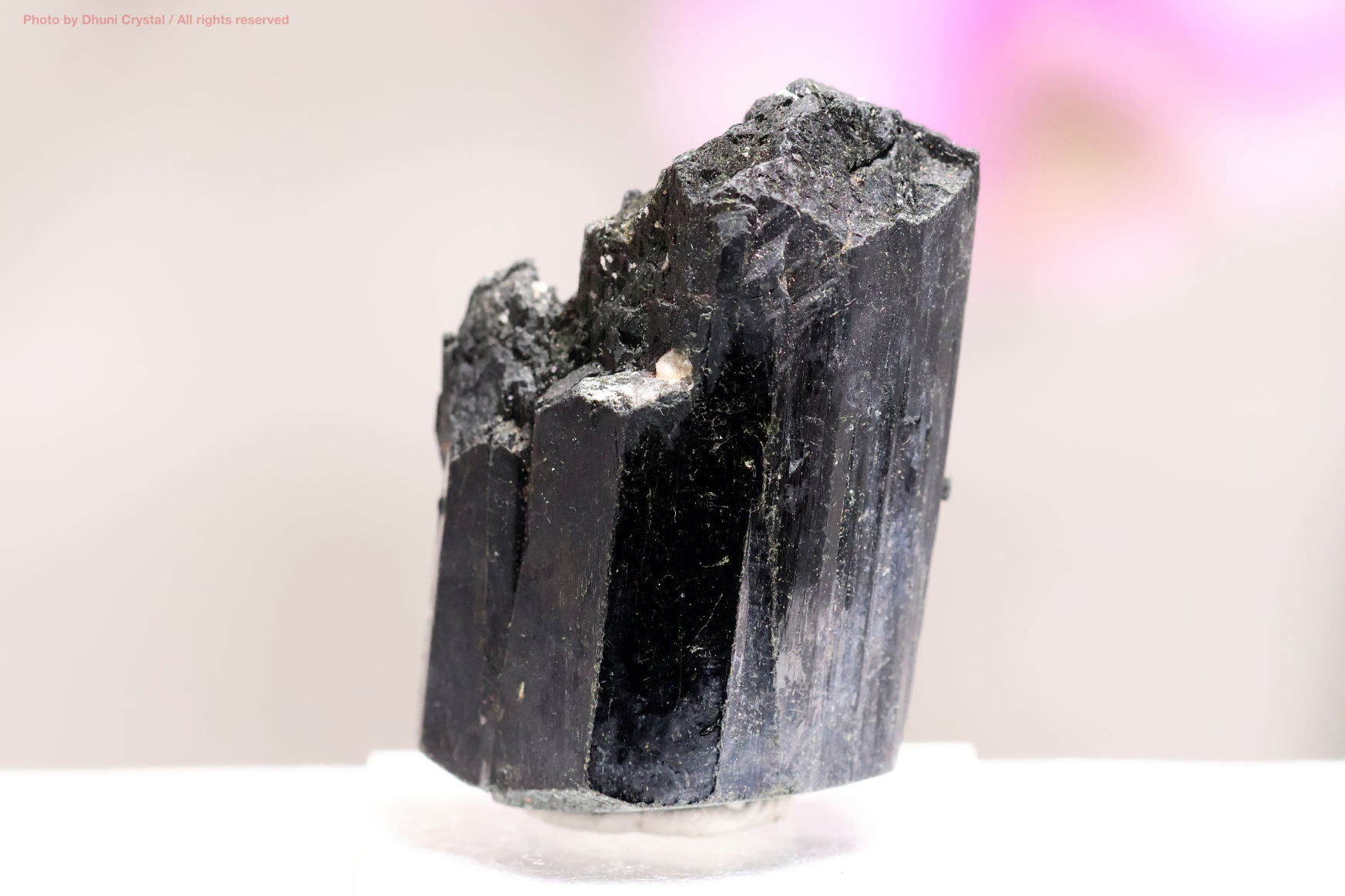 エジリンの正面撮影” loading=