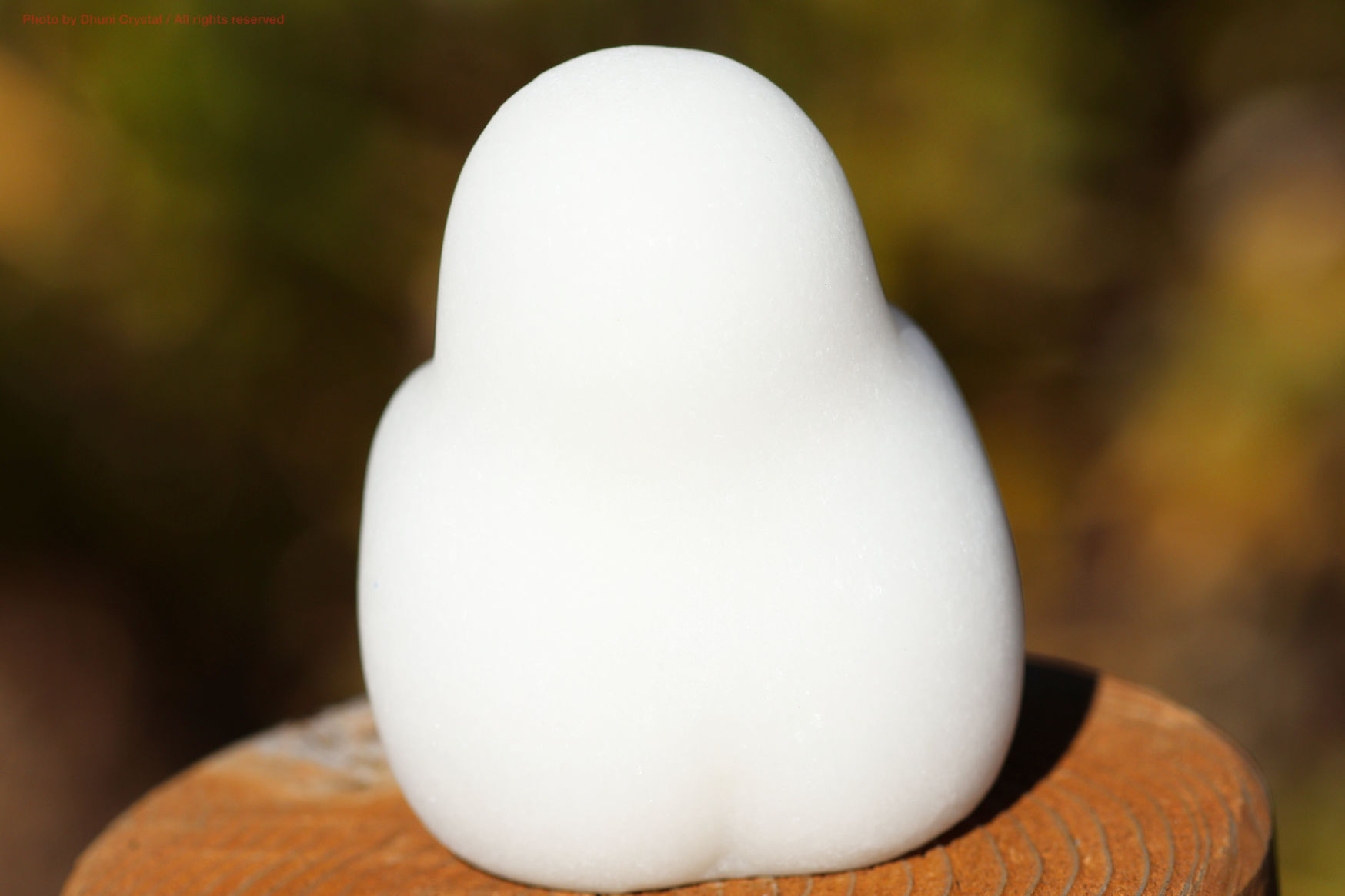 しらたまちゃんの側面写真