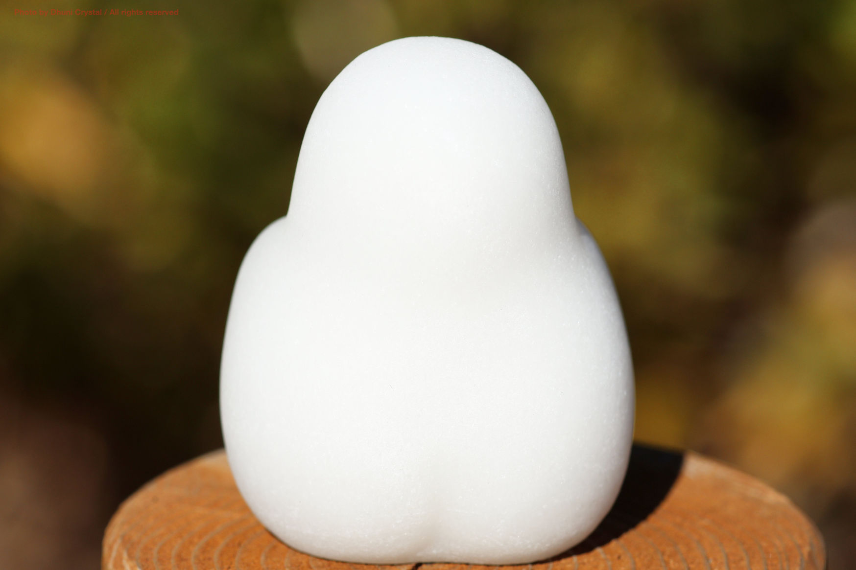 しらたまちゃんの側面写真